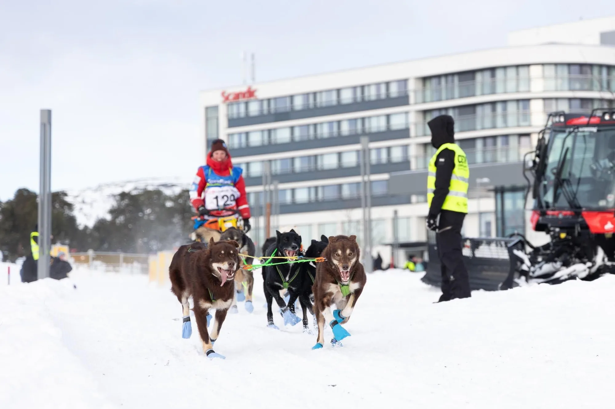 Start van een sledehondenwedstrijd
